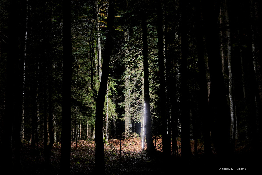Led Leuchten Lichtinstallation Wald Anne Boissel mit Luxsystem 67.2 Bild 1