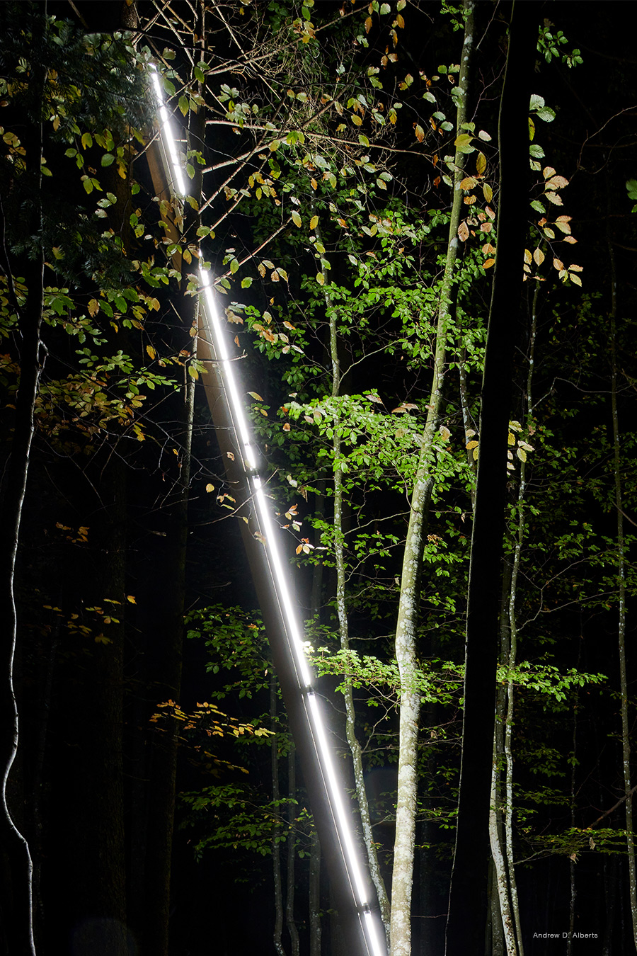Led Leuchten Lichtinstallation Wald Anne Boissel mit Luxsystem 67.2 Bild 4